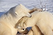 Polar bears playfighting