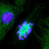 Cell division,fluorescent micrograph