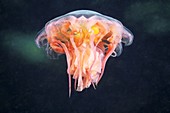 Lion's mane jellyfish