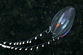 Comb jelly