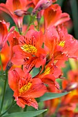 Alstroemeria 'Princess Grace'