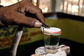 Collecting snake venom,India