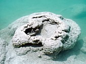 Stromatolites,Mexico