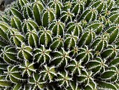 Euphorbia echinus cactus