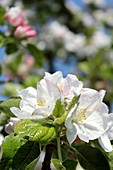 Apple (Malus sylvestris) blossom