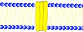 Cell membrane