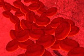 Red blood cells in a blood vessel