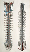 Spinal cord anatomy,1844 artwork
