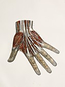 Nerves of the hand,1844 artwork