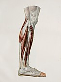 Nerves of the lower leg,1844 artwork