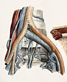 Iliac blood vessel nerves,1844 artwork