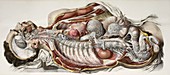 Autonomic nerves,1844 artwork