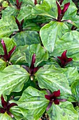 Toad shade (Trillium sessile)