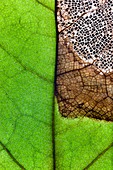 Fungal infection of a leaf
