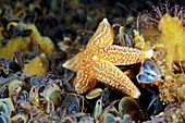 Common starfish feeding