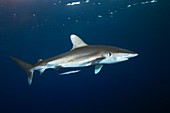 Oceanic whitetip shark