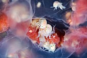 Amphipods inside a moon jellyfish