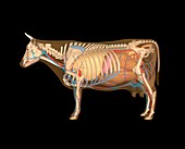 Cow anatomy,artwork