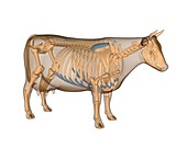 Cow anatomy,artwork