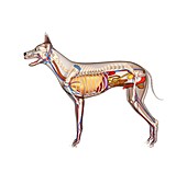 Dog anatomy,artwork