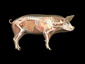 Pig anatomy,artwork