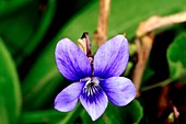Dog violet (Viola riviniana) flower
