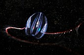 Comb jelly