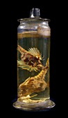Preserved sea moth fish