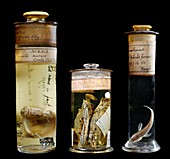 Preserved museum specimens