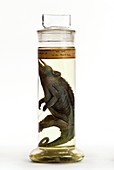 Preserved Jackson's chameleon