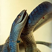 Preserved western green snake