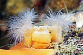 Plumose sea anemones