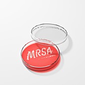 MRSA being cultured in a Petri dish