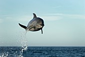 Bottlenose dolphin leaping