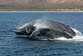 Humpback whale breaching