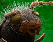 Wasp beetle head,SEM