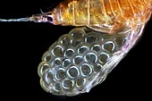 Copepod with eggs