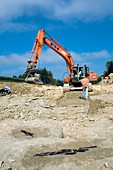 Palaeontological excavation