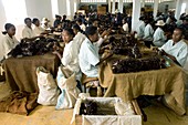 Organic vanilla production,Madagascar
