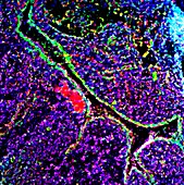 Gland tissue,fluorescence micrograph