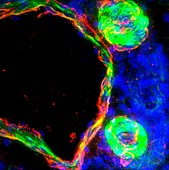 Liver tissue,fluorescence micrograph