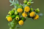 Groundsel (Senecio vulgaris)