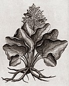 Wild rhubarb plant,18th century