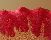 Tongue tissue,light micrograph