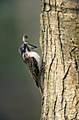 Treecreeper bird with prey