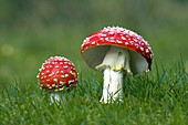 Fly agaric fungus