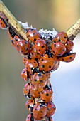 Hibernating ladybirds