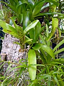 Bromeliad plants