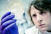 Scientist examines a petri dish