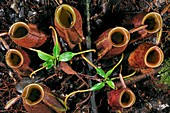 Flask-shaped pitcher plant